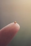 A tiny mustard seed is resting on a fingertip.