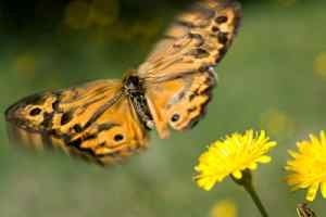 Flying Butterfly and Dandelion