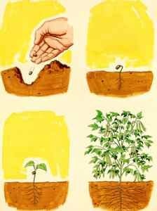 From Seeds to Food