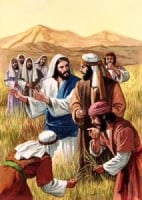 Eating Grain on the Sabbath