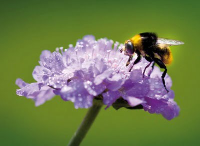 Bee on Flower