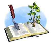 Plant Growing Out of Bible