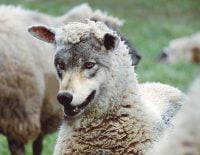 Wolf Disguised as Sheep