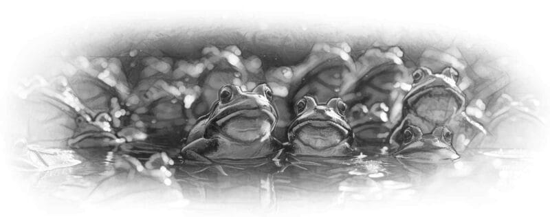 Frogs of the Plagues in Egypt