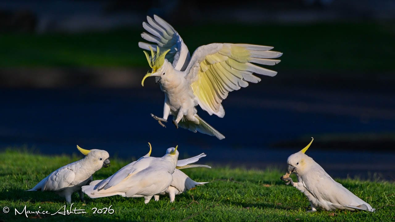 Sulphur-crested Cockatoo