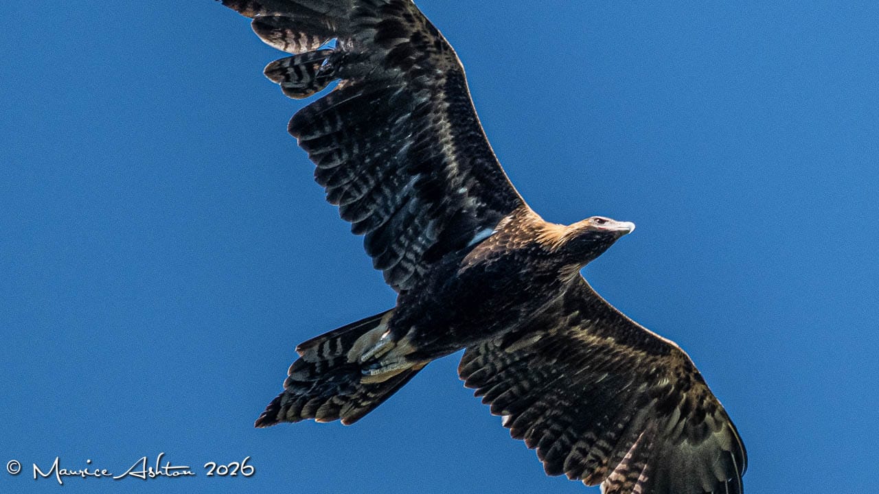 Wedge-tailed Eagle