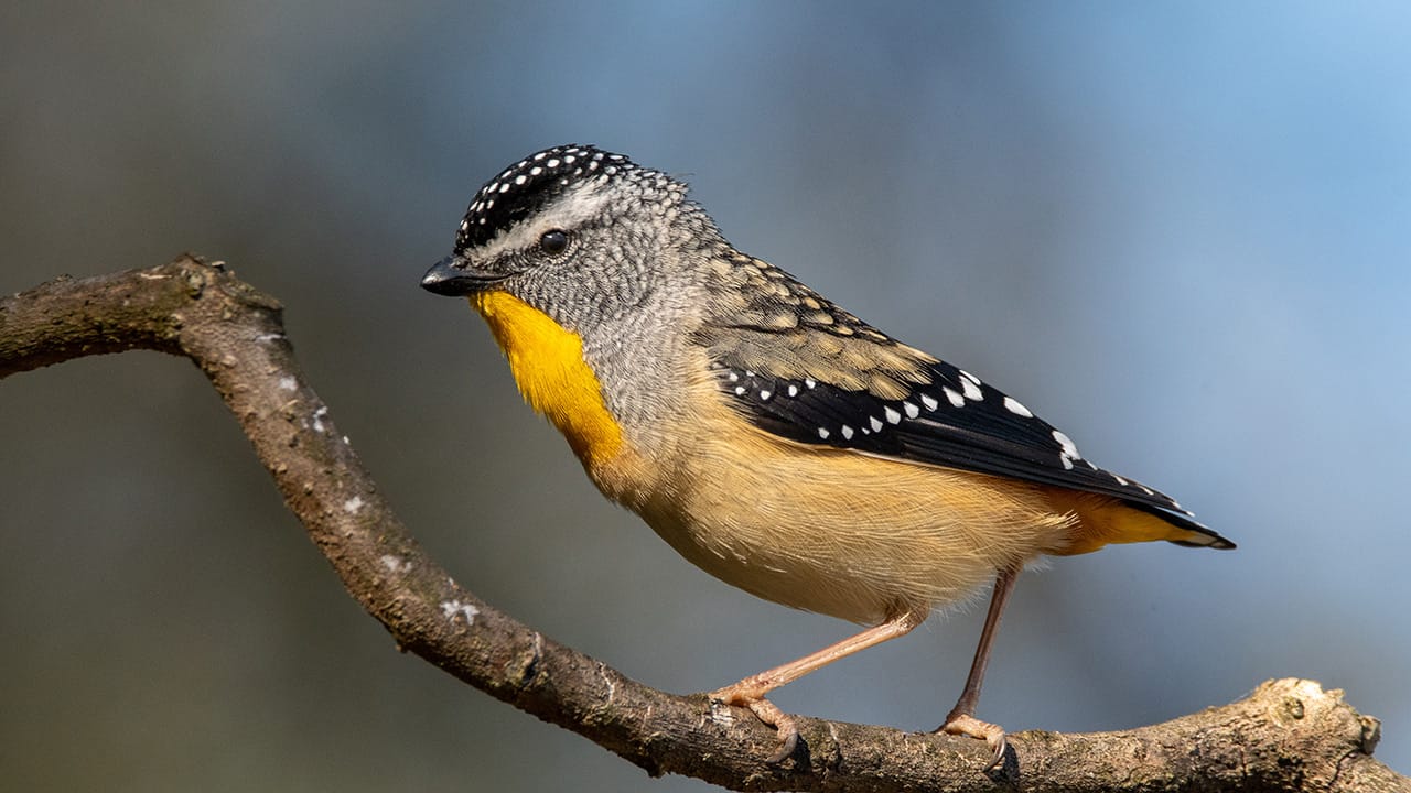 Spotted Pardalote