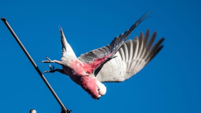Galah