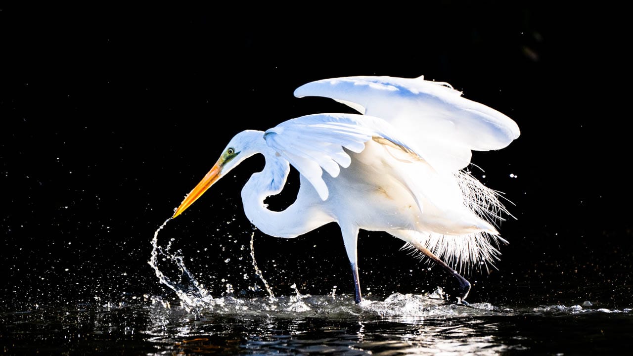 Great Egret