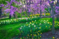 Flowering Garden in Srping