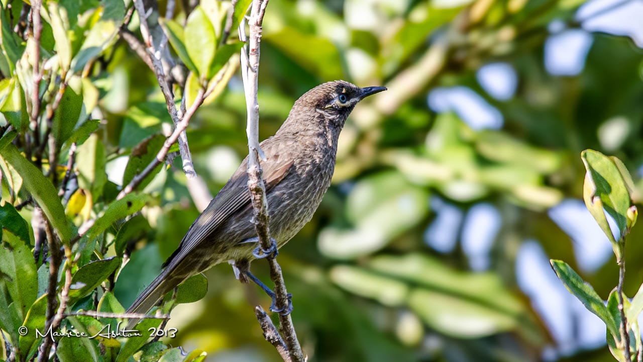 Eugella Honeyeater